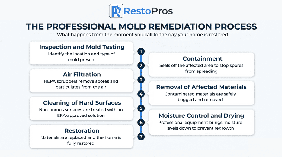 Infographic: The Professional Mold Remediation Process