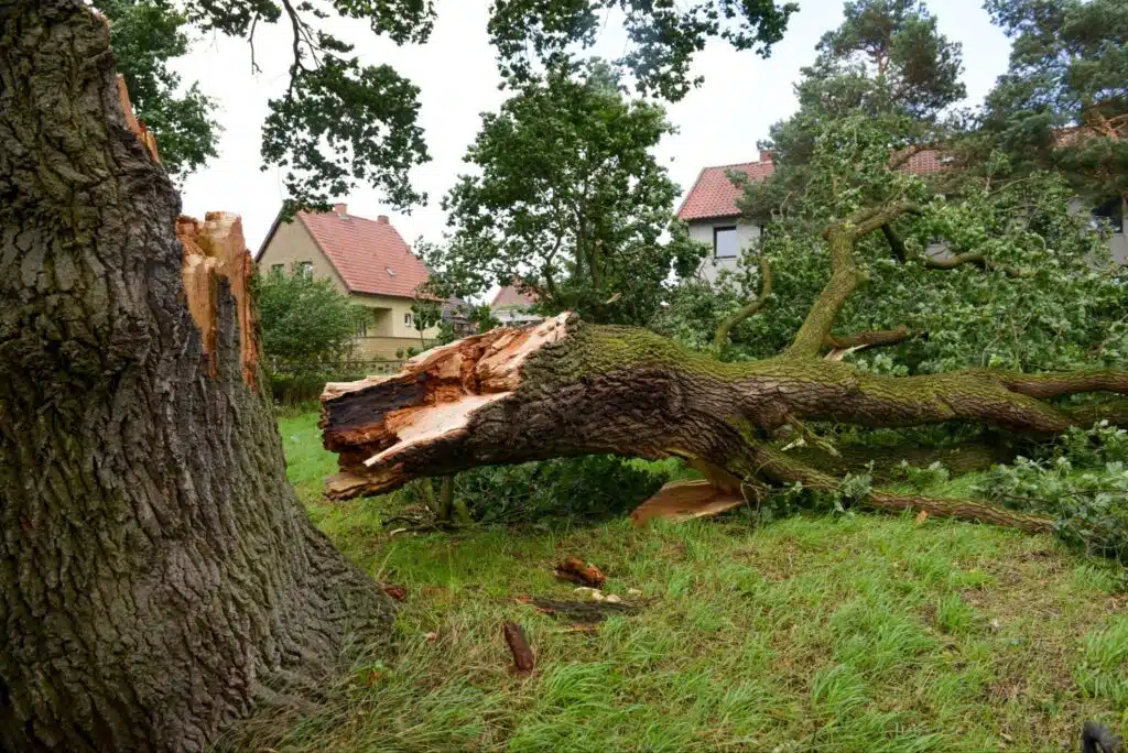 tree fallen in yard