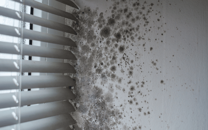 mold restoration