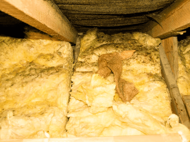 Yellow fiberglass insulation installed between attic joists showing areas of compressed and damaged insulation.