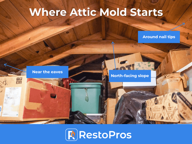 infographic of where attic mold starts